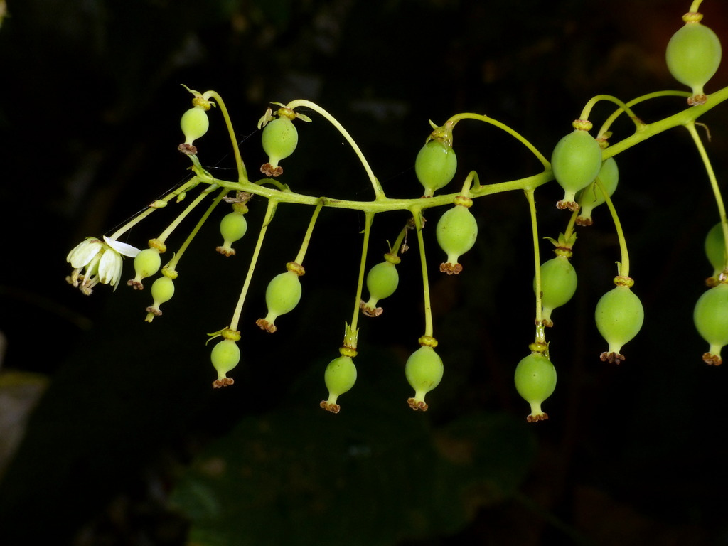 Представитель Семейства Tovariaceae